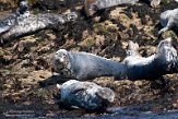 GBSC01220180 grijze zeehond / Halichoerus grypus