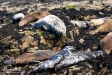 GBSC01220182 grijze zeehond / Halichoerus grypus