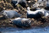 GBSC01220186 grijze zeehond / Halichoerus grypus