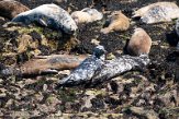 GBSC01220196 grijze zeehond / Halichoerus grypus