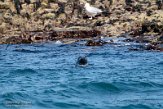 GBSC01220206 grijze zeehond / Halichoerus grypus