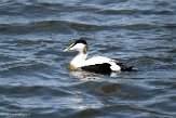 GBSC01220954 eider / Somateria mollissima