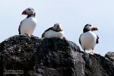 GBSC01220971 papegaaiduiker / Fratercula arctica grabae