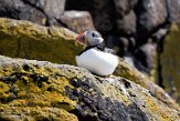 GBSC01220974 papegaaiduiker / Fratercula arctica grabae