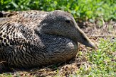 GBSC01220976 eider / Somateria mollissima