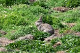 GBSC01220978 Europees konijn / Oryctolagus cuniculus