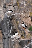 GBSC01220993 papegaaiduiker / Fratercula arctica grabae alk / Alca torda islandica