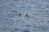 GBSC01220884 bruinvis / Phocoena phocoena