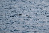 GBSC01220885 bruinvis / Phocoena phocoena