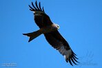 GBHZ124004 rode wouw / Milvus milvus