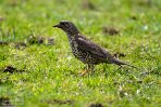 GBWM124001 grote lijster / Turdus viscivorus