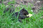 GBWS124009 rode eekhoorn / Sciurus vulgaris