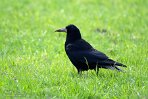 GBWZ124005 roek / Corvus frugilegus