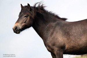 Exmoor