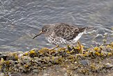 IS20250302 paarse strandloper / Calidris maritima
