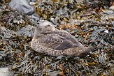 IS20250318 eider / Somateria mollissima