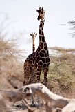 KE20220125 netgiraffe / Giraffa camelopardalis reticulata