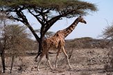 KE20220132 netgiraffe / Giraffa camelopardalis reticulata
