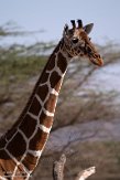KE20220152 netgiraffe / Giraffa camelopardalis reticulata