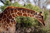 KE20220171 netgiraffe / Giraffa camelopardalis reticulata