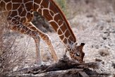 KE20220175 netgiraffe / Giraffa camelopardalis reticulata