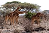 KE20220184 netgiraffe / Giraffa camelopardalis reticulata