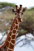 KE20220194 netgiraffe / Giraffa camelopardalis reticulata