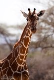 KE20220203 netgiraffe / Giraffa camelopardalis reticulata