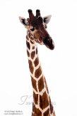 KE20220208 netgiraffe / Giraffa camelopardalis reticulata