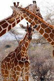 KE20220217 netgiraffe / Giraffa camelopardalis reticulata