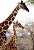 KE20220219 netgiraffe / Giraffa camelopardalis reticulata