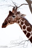 KE20220242 netgiraffe / Giraffa camelopardalis reticulata