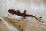 KE20222491 Afrikaanse huisgekko / Hemidactylus mabouia