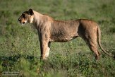 KE20222528 Afrikaanse leeuw / Panthera leo leo