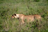 KE20222542 Afrikaanse leeuw / Panthera leo leo