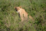 KE20222555 Afrikaanse leeuw / Panthera leo leo