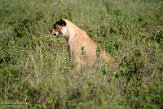 KE20222559 Afrikaanse leeuw / Panthera leo leo