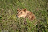KE20222567 Afrikaanse leeuw / Panthera leo leo