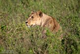 KE20222570 Afrikaanse leeuw / Panthera leo leo
