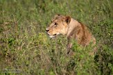 KE20222579 Afrikaanse leeuw / Panthera leo leo