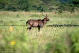 KE20222595 Defassawaterbok / Kobus ellipsiprymnus defassa