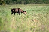 KE20222610 Defassawaterbok / Kobus ellipsiprymnus defassa - Afrikaanse leeuw / Panthera leo leo