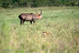 KE20222612 Defassawaterbok / Kobus ellipsiprymnus defassa - Afrikaanse leeuw / Panthera leo leo