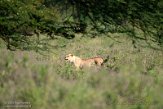 KE20222631 Afrikaanse leeuw / Panthera leo leo