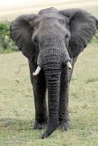 KE20224754 Afrikaanse savanneolifant / Loxodonta africana