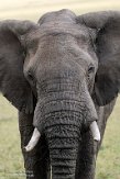 KE20224755 Afrikaanse savanneolifant / Loxodonta africana