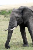 KE20224757 Afrikaanse savanneolifant / Loxodonta africana