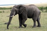 KE20224764 Afrikaanse savanneolifant / Loxodonta africana