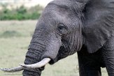 KE20224766 Afrikaanse savanneolifant / Loxodonta africana