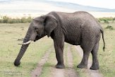 KE20224775 Afrikaanse savanneolifant / Loxodonta africana